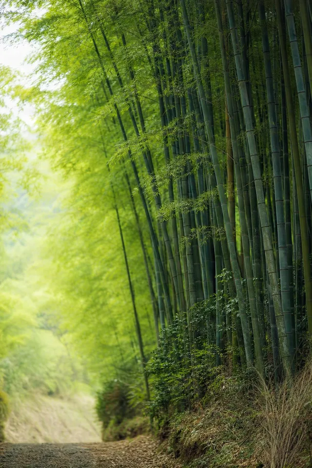 Bamboo Grove with Copy Space