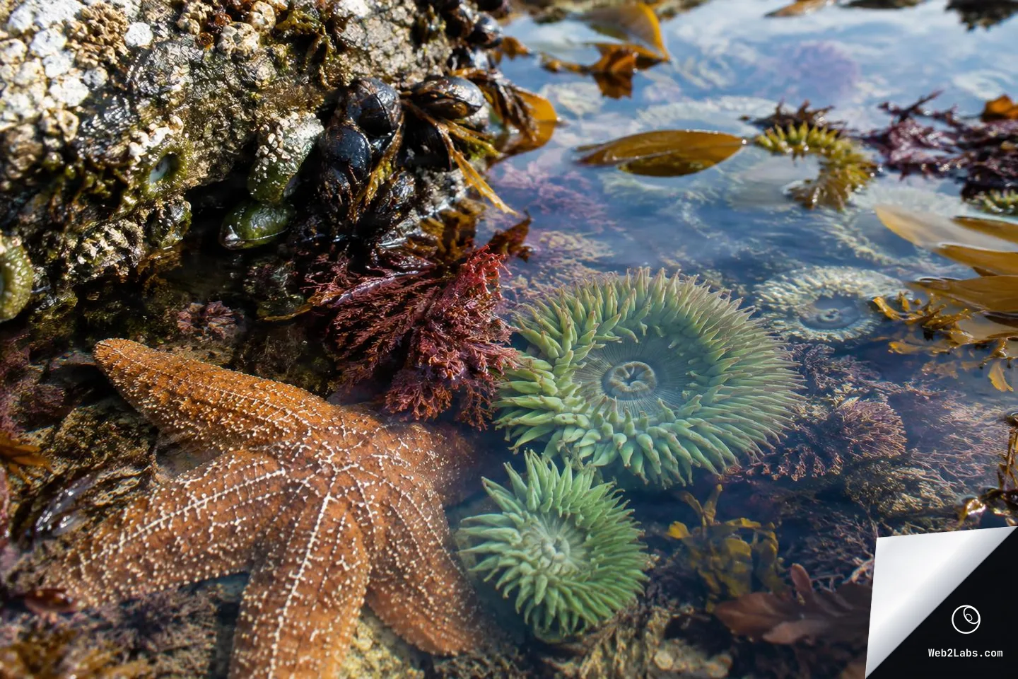 Close-up of a rocky tide pool with a brown sea star, green sea anemones, mussels on a rock, red seaweed, and kelp floating in clear water.