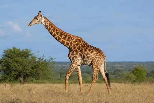 Giraffe Side Profile in Savanna