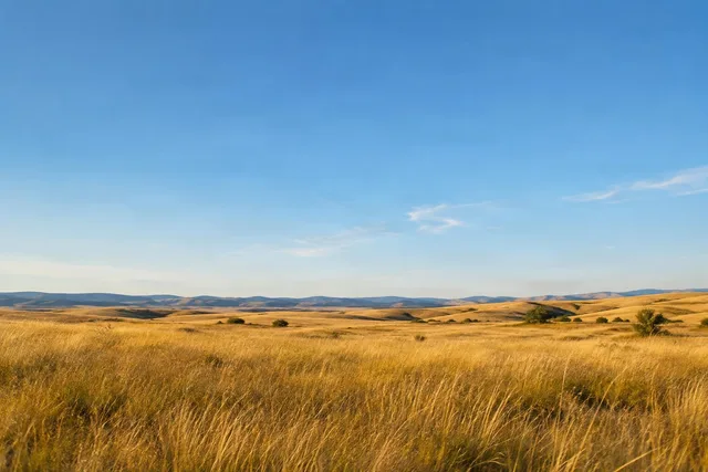 Golden Grasslands (20 images)