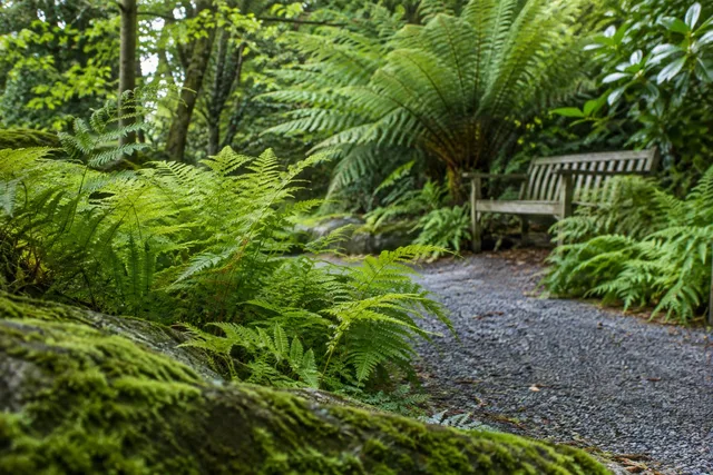 Fern Garden Path With Bench