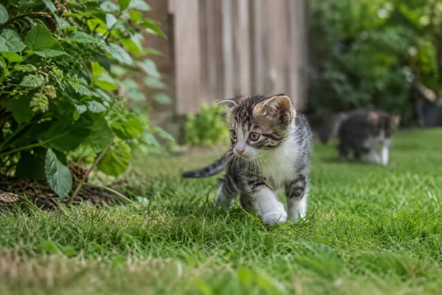 Kitten Exploring Backyard Grass