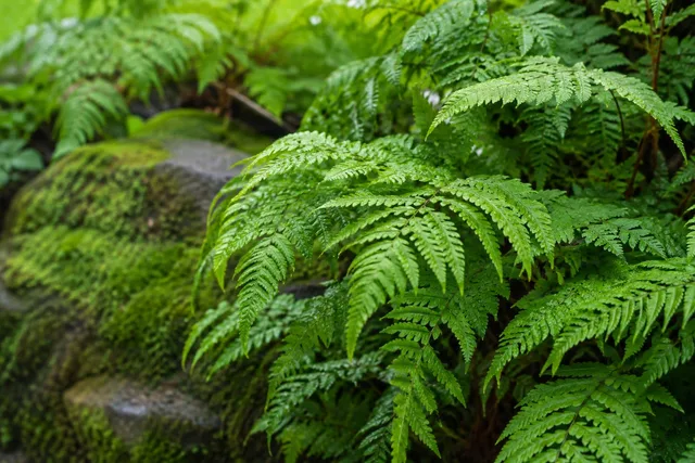 Close Fern Fronds on Mossy Stone