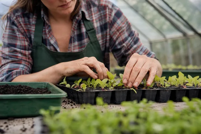 Hands Transplanting Seedlings in Greenhouse