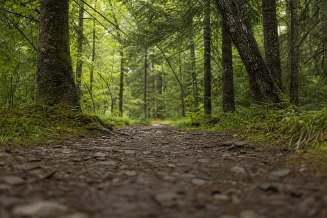 Low-Angle Forest Path Ground View