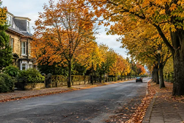 Quiet Autumn Street Canopy