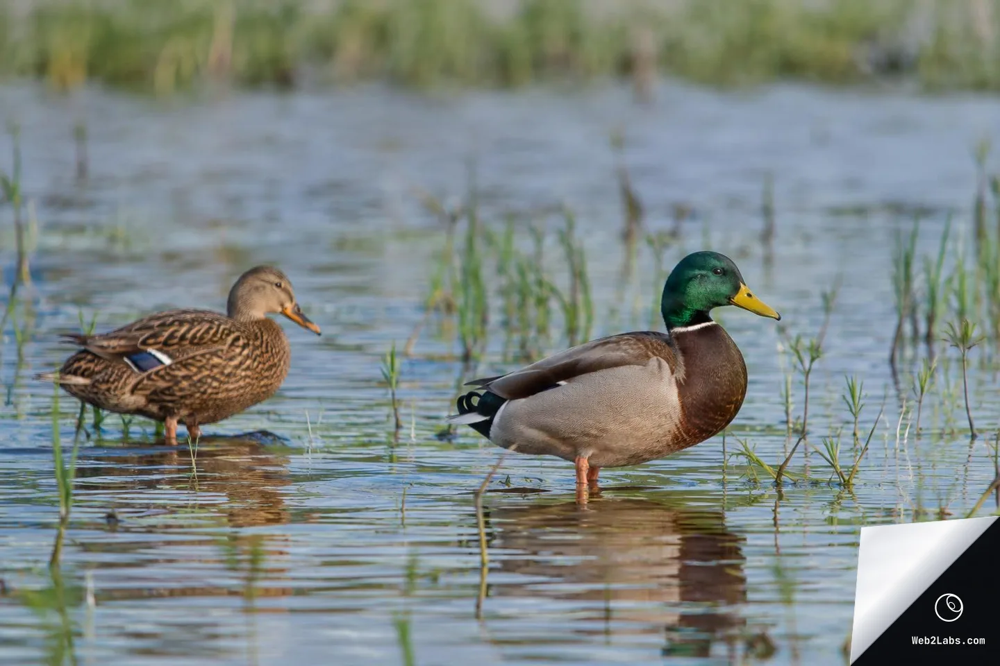 A male mallard with a green head and a brown female mallard stand in shallow wetland water among thin grasses, with a softly blurred shoreline in the background.