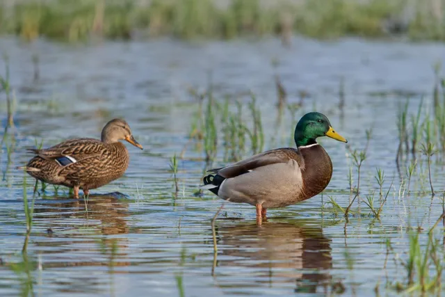 Mallard Pair Wading in Wetland