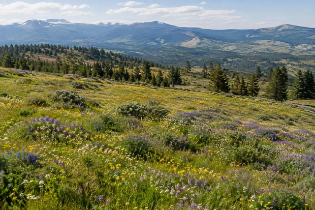 Elevated View of Wildflower Meadow