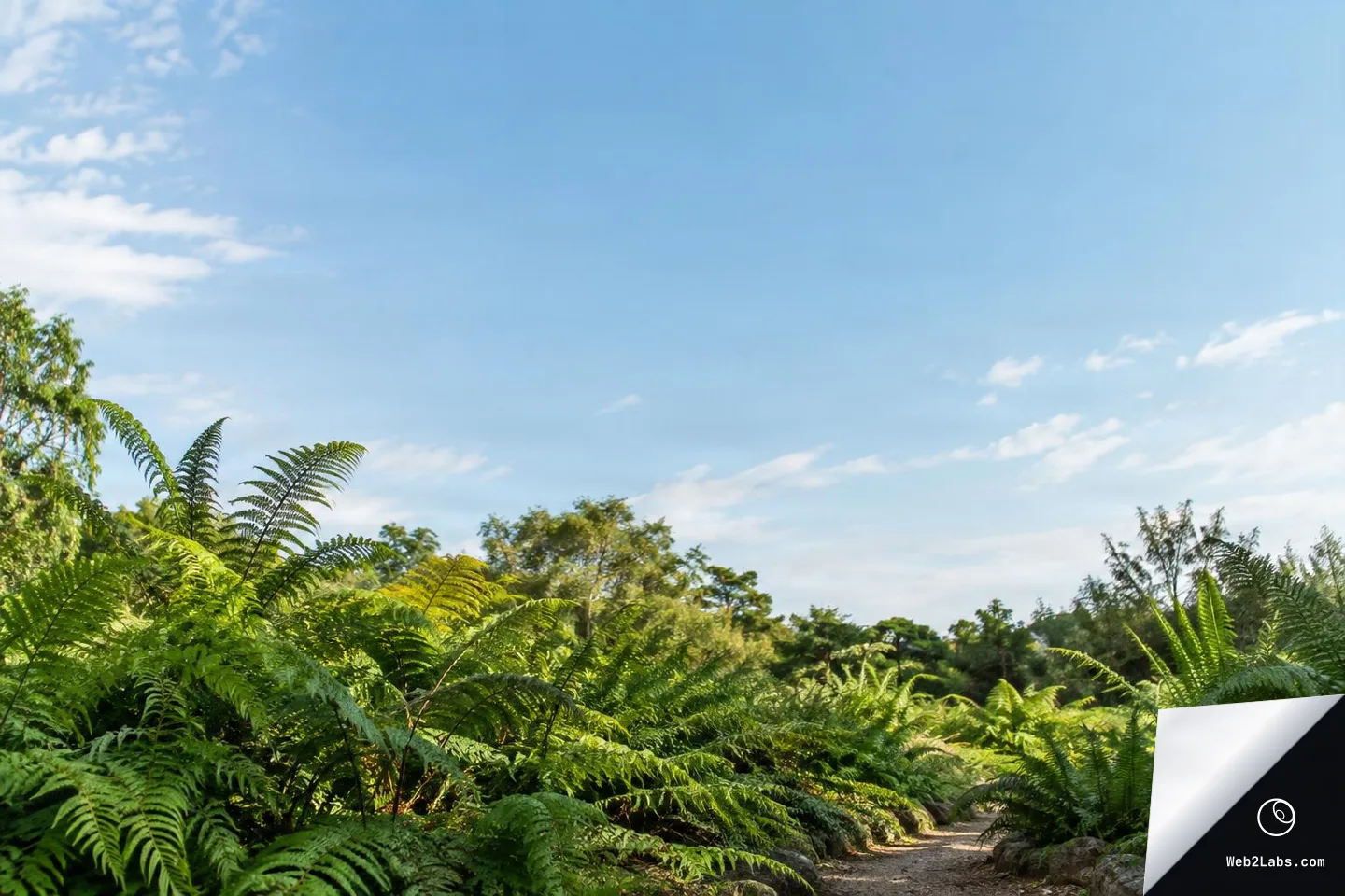 Low-angle view of dense green ferns lining a dirt path, with trees in the background and a broad blue sky with light clouds above.