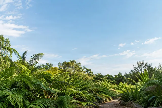 Fern Garden Path Under Open Sky