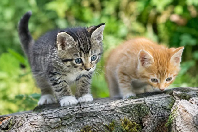 Kittens Exploring a Tree Log