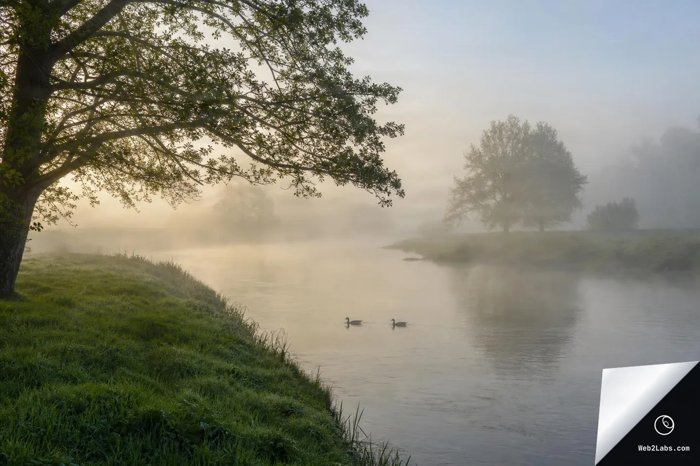 A calm river on a foggy morning with a tree and grassy bank in the foreground, distant trees fading into mist, and two ducks swimming on the water.