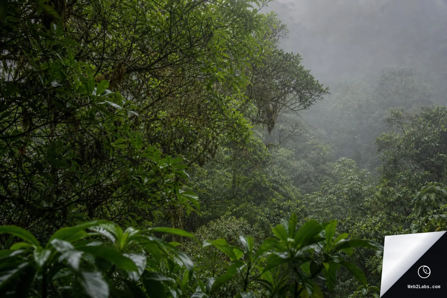 Close view of lush green rainforest foliage and branches in the foreground, with a misty forest canopy receding into fog in the background.