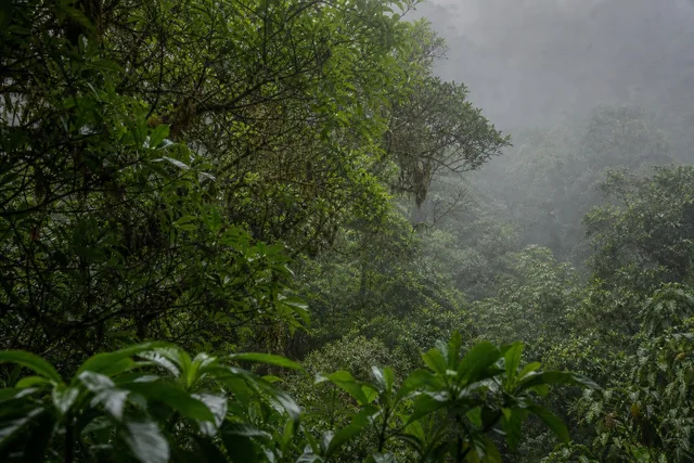 Misty Rainforest Canopy Detail