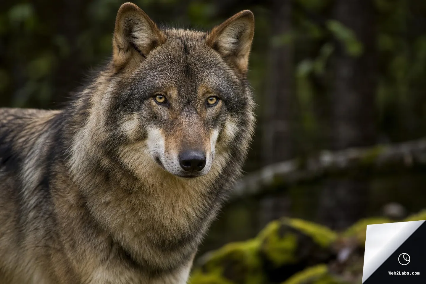 Close-up portrait of a grey wolf looking toward the camera in a forest, with a softly blurred background of trees and mossy logs.