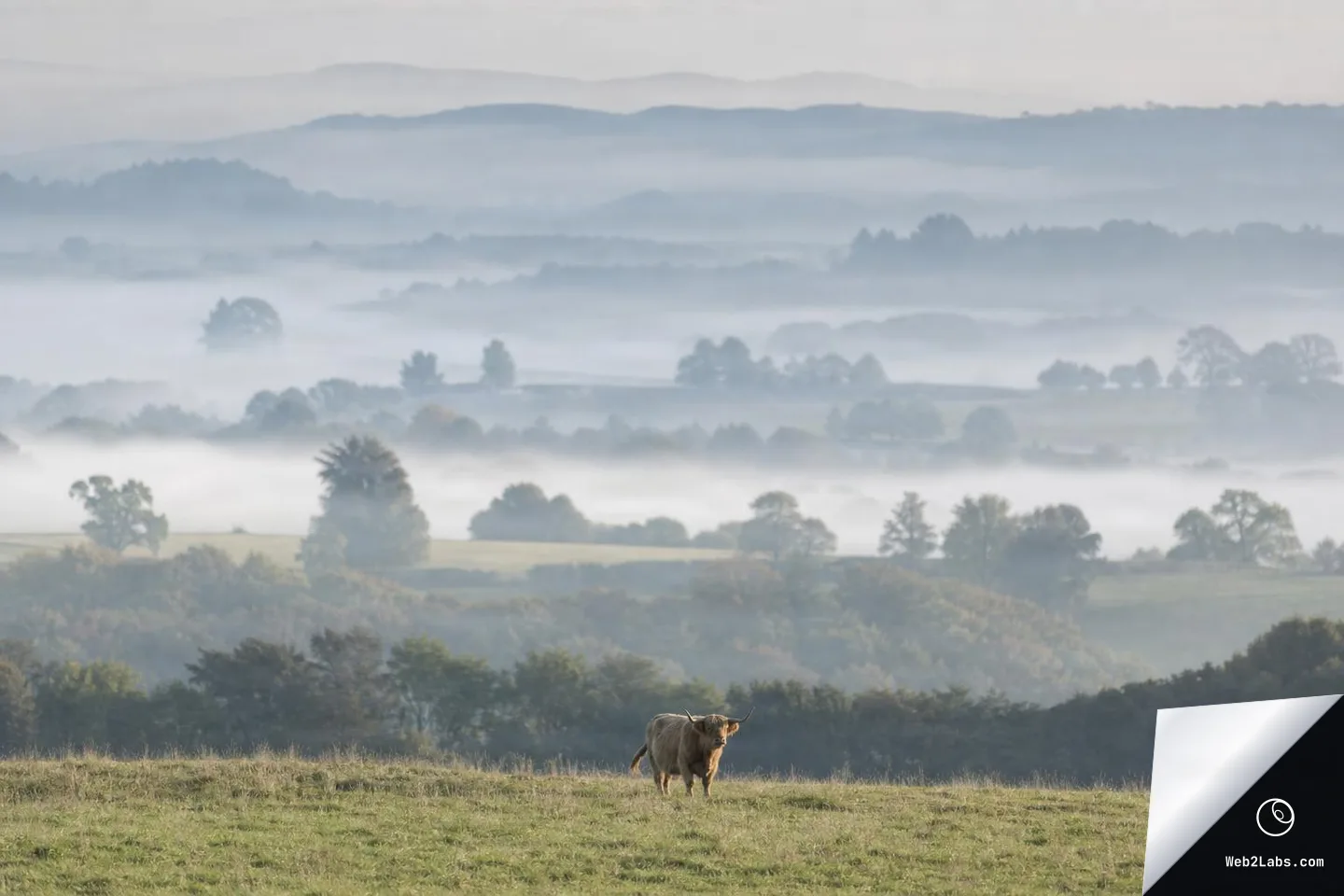 A lone Highland cow stands in a grassy field while layered hills and tree lines fade into pale morning fog in the distance.