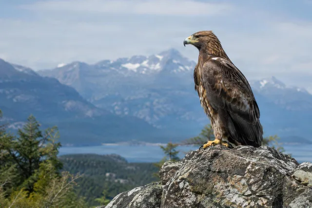 Golden Eagle on Rocky Outcrop