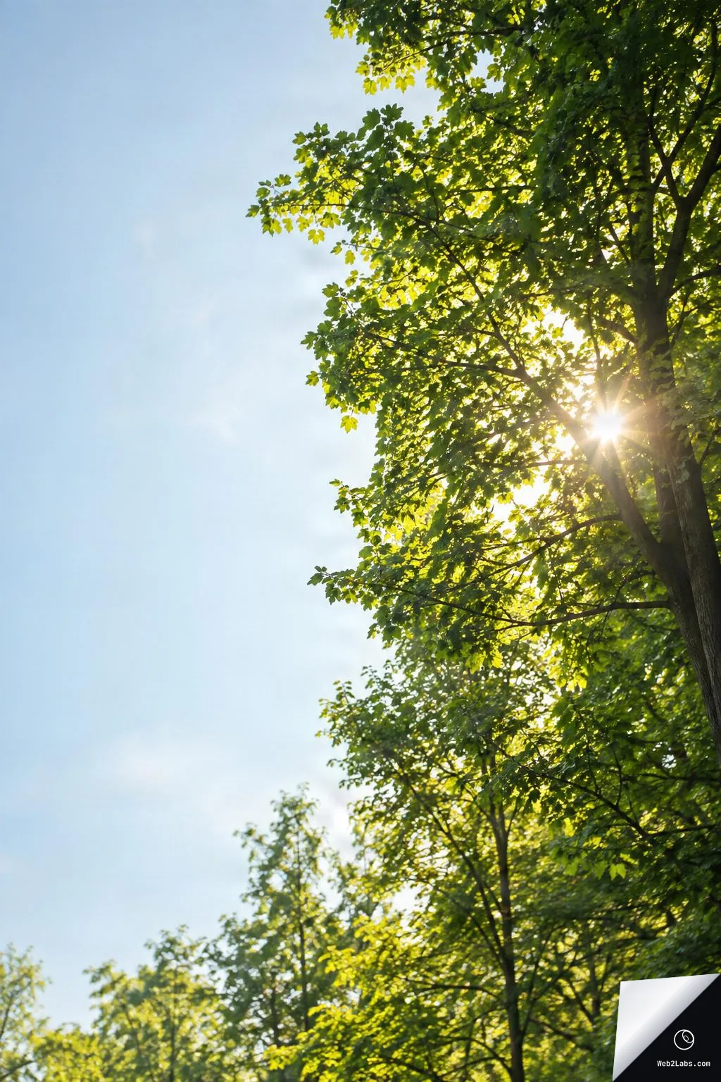 Sunlight shining through a green tree canopy with a bright sunburst and lens flare, against a clear blue sky with open space on the left.