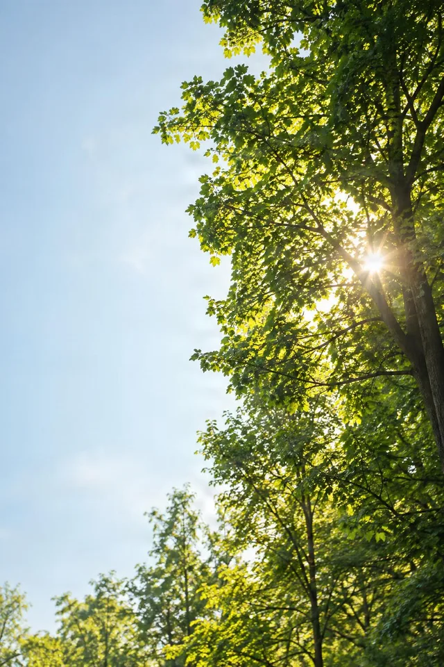 Sunburst Through Green Canopy
