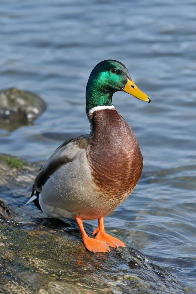 Mallard Drake Standing by Water
