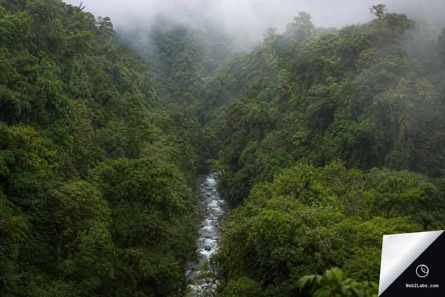 Dense green rainforest canopy on both sides of a valley with a rocky river running through the center, fading into misty hills under low clouds.