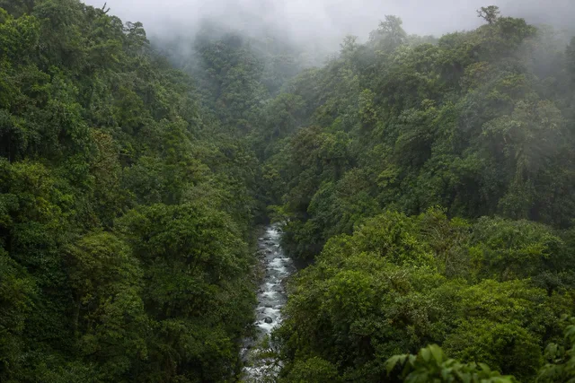 Misty Rainforest Valley River