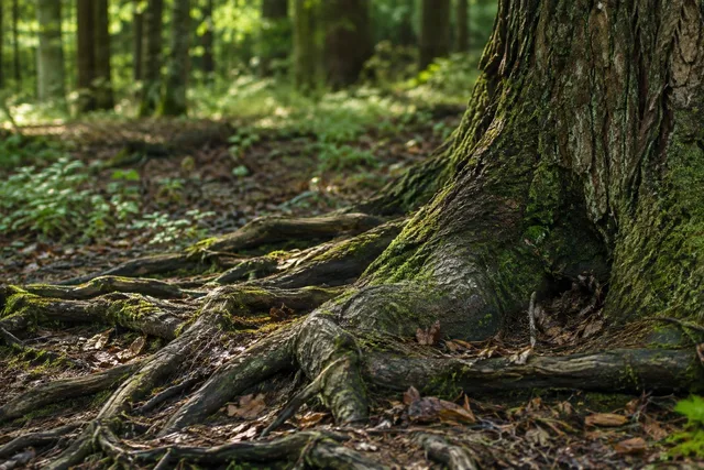 Roots and Tree Bark (20 images)