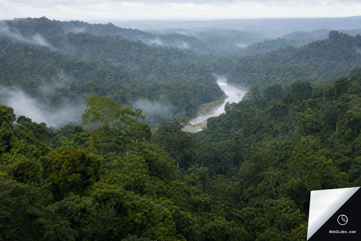 Elevated view of a lush rainforest canopy stretching across hills with low mist drifting between trees and a pale river winding through the valley under an overcast sky.