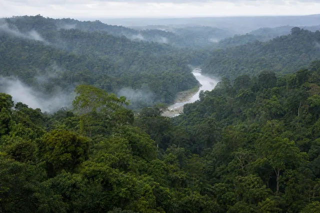 Misty Rainforest Valley Overview