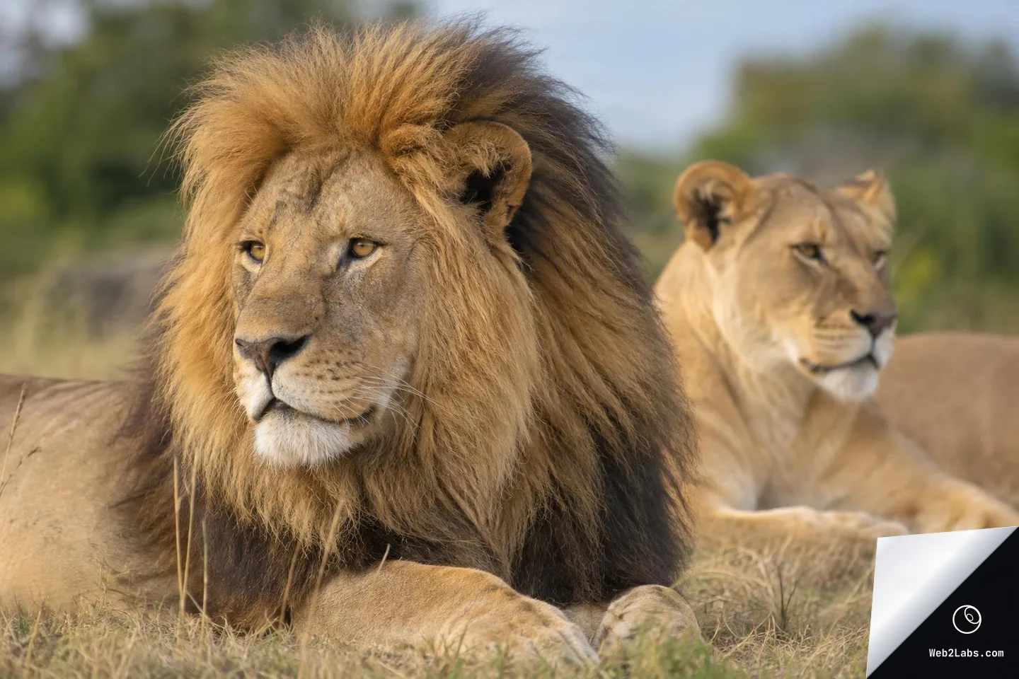 Close view of a male lion lying in dry grass, looking left, with a lioness resting behind him in soft focus against a green savanna background.