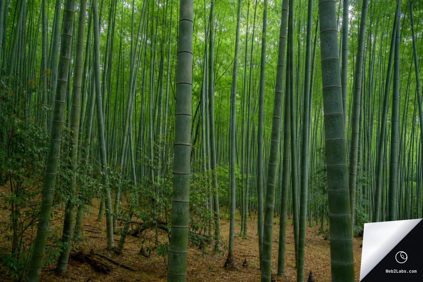 Tall green bamboo stalks rising in a dense grove with soft diffuse light and a leaf-littered forest floor.