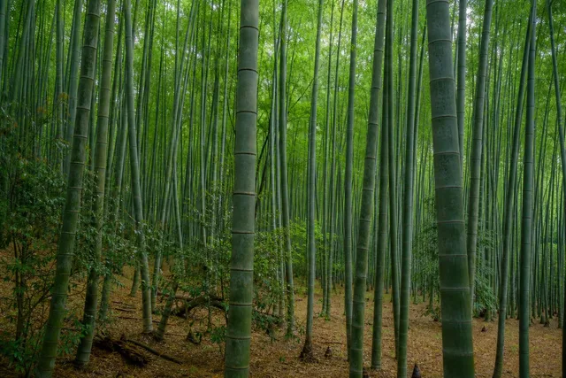 Diffuse Light Bamboo Grove
