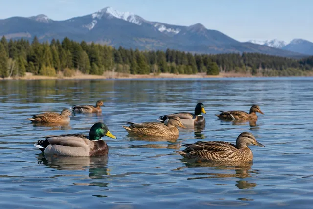 Mallard Ducks on Mountain Lake