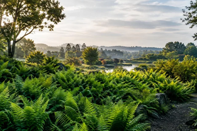 Fern Meadow Overlooking River Valley