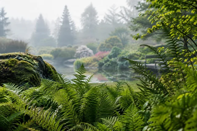 Misty Ferns by Garden Pond