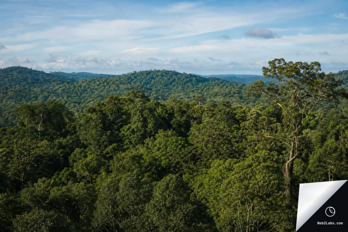 Wide landscape photo of lush green rainforest canopy covering rolling hills, with a tall emergent tree on the right and blue sky with thin clouds above.