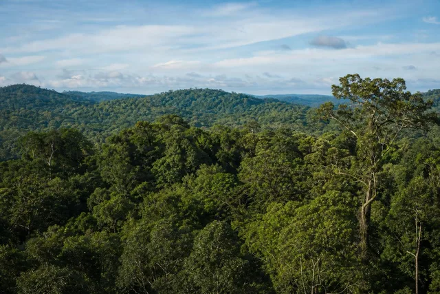 Wide Rainforest Canopy Panorama