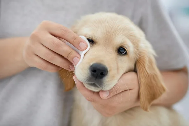 Gentle Puppy Eye Cleaning