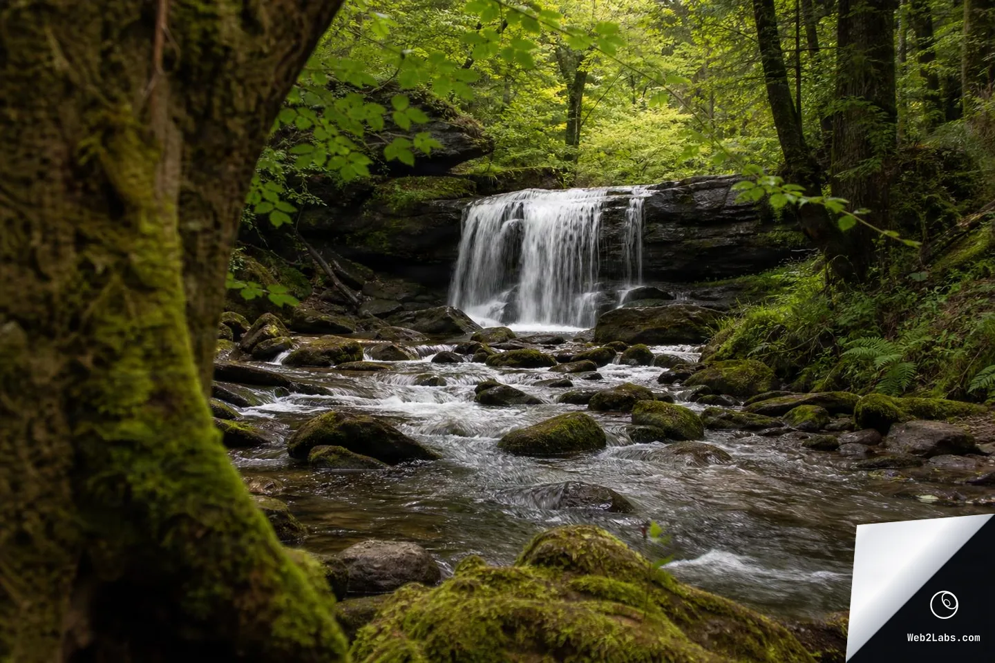 A small waterfall pours over a rock ledge into a shallow stream with moss-covered stones, framed by a large mossy tree trunk on the left and dense green forest foliage in the background.