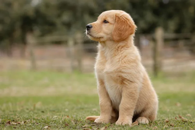 Attentive Golden Retriever Puppy