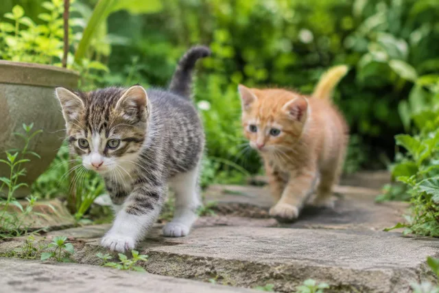 Kittens Exploring Garden Path