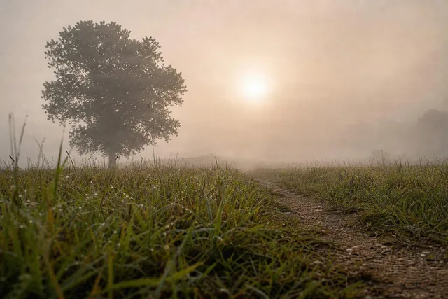 Foggy Sunrise Path in Meadow