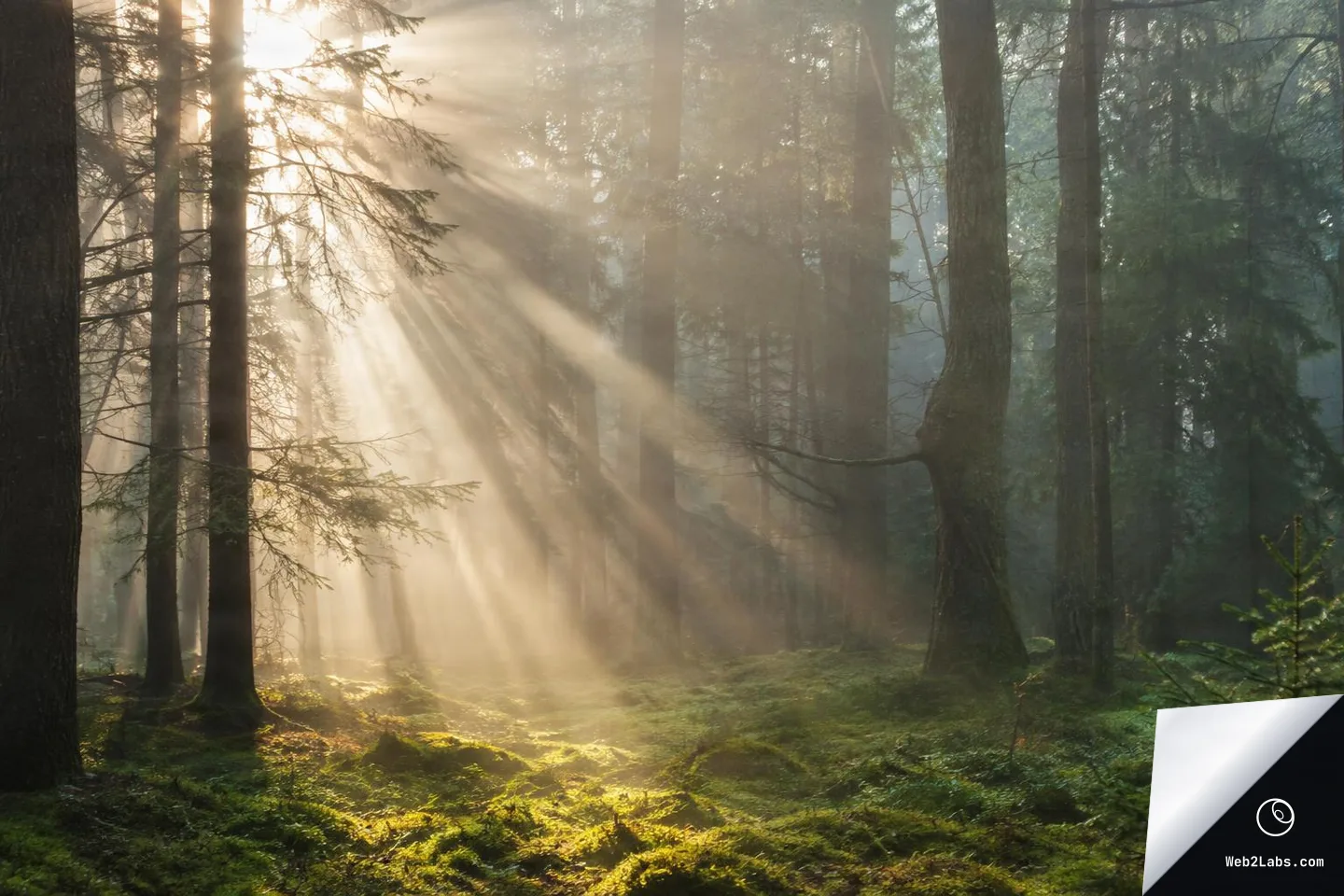 Sunlight rays stream through mist between tall conifer trees, illuminating a green mossy forest floor in a calm, hazy woodland scene.