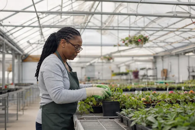 Greenhouse Worker Tending Seedlings