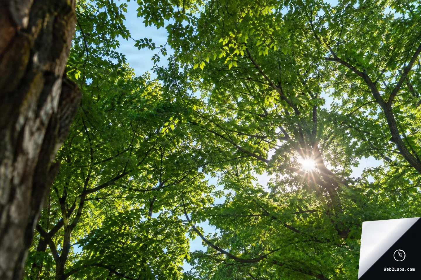 Looking up at leafy green tree canopies with a bright sunburst filtering through branches, with a close tree trunk framing the left edge against a blue sky.