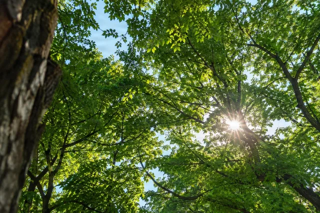 Sunburst Through Green Canopy