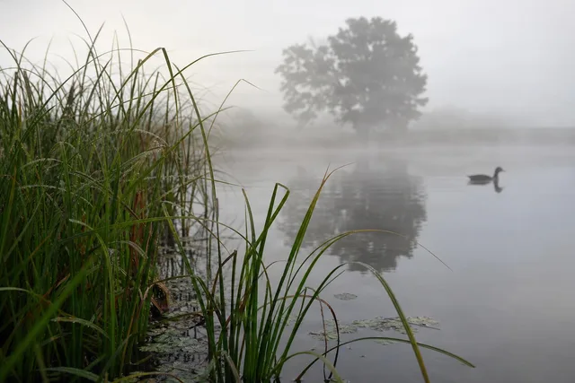 Foggy Lake Shore with Goose