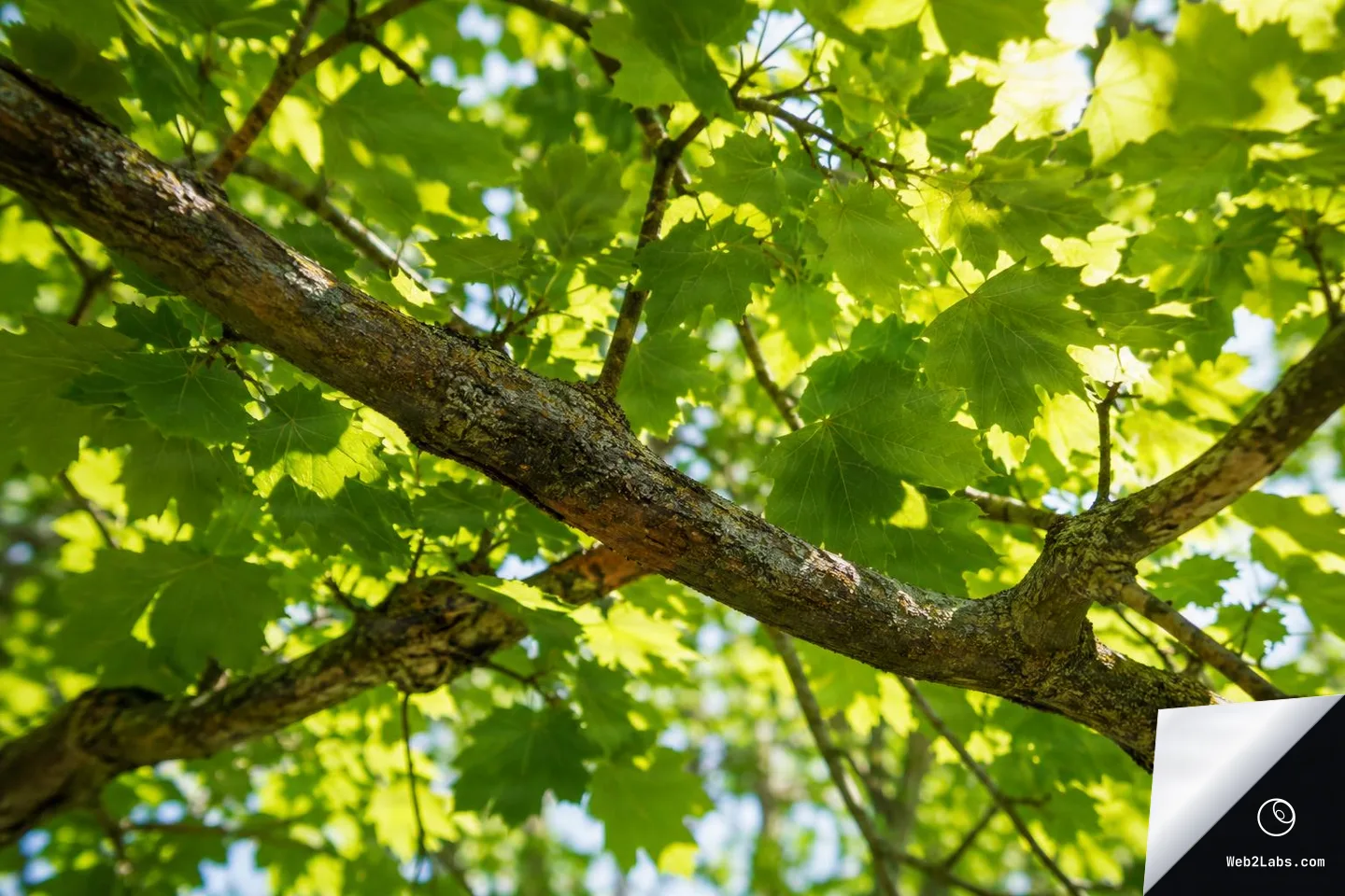 Looking up at a maple tree canopy with bright green leaves and two thick branches crossing diagonally, sunlight glowing through the foliage against small patches of blue sky.