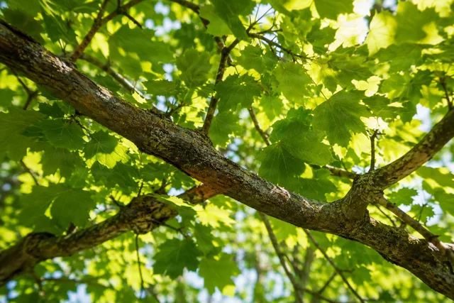 Sunlit Maple Canopy Close-Up